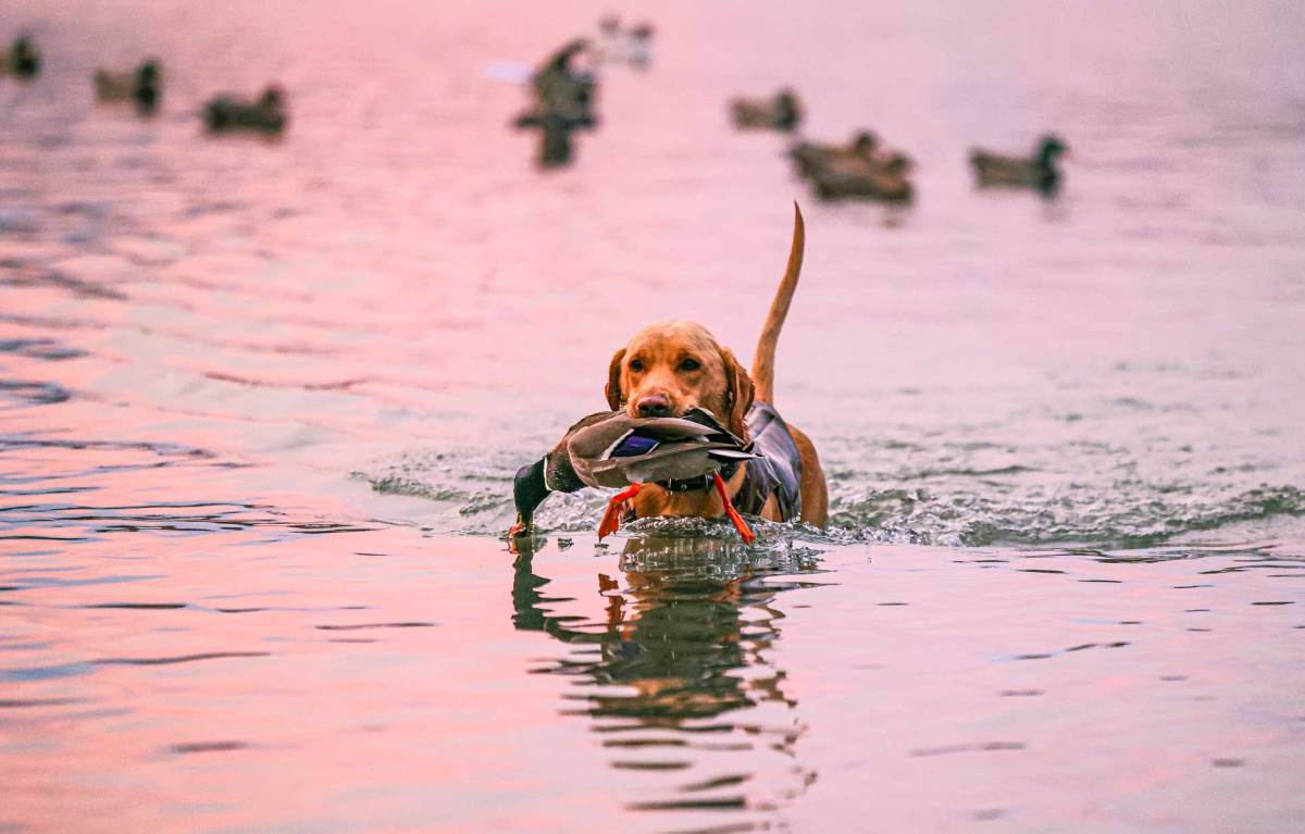 Where to Hunt Ducks on Public Land: 4 Underrated States for Freelance Waterfowlers