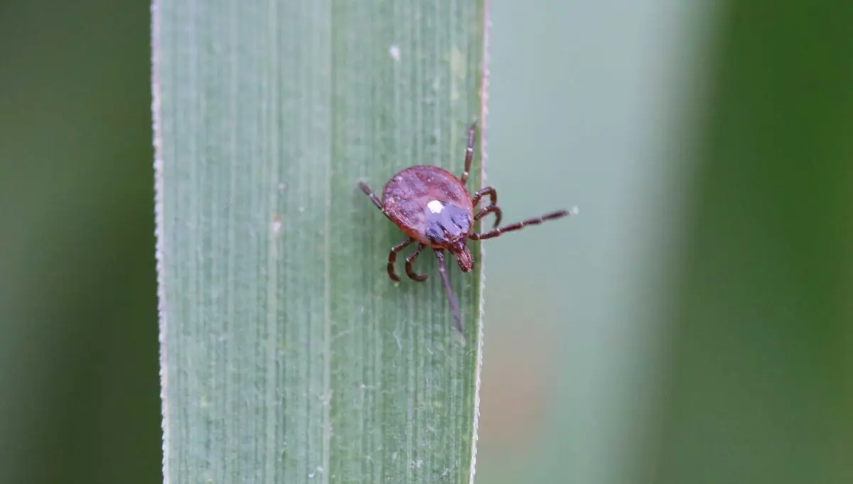 Tick Disease Nightmare: If You Became Allergic to Venison Would You Still Go Hunting?
